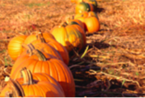 Pumpkin Fest-event-photo