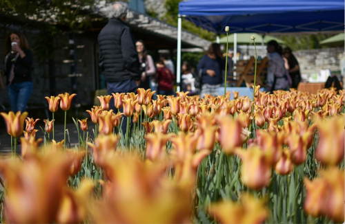 TBG Spring Plant Sale-event-photo