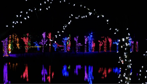 Safari Lights