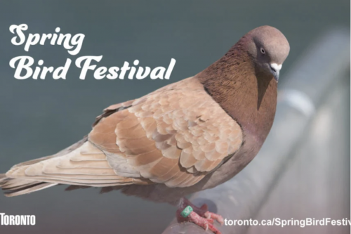 Spring Bird Festival-event-photo