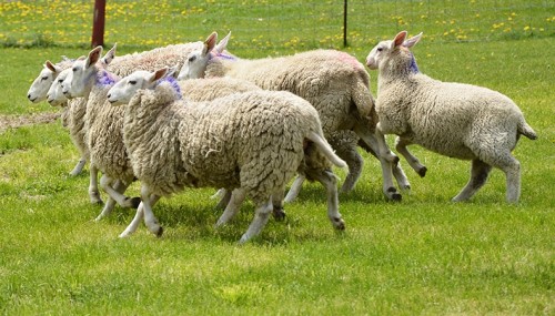 Sheep Shearing Festival