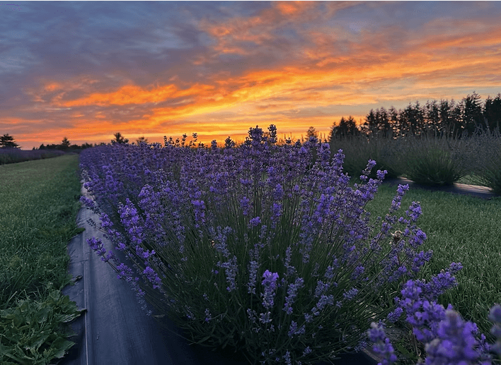 Sip, Savour and Stroll