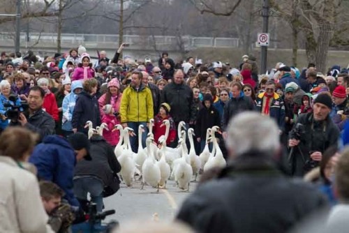 Annual Swan Release 2024