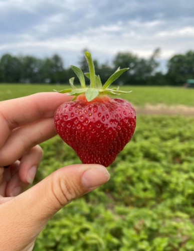 Barrie Hill's Strawberry Festival-event-photo