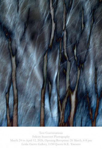 Tree Conversations by Felicity Somerset