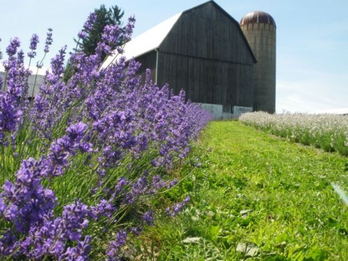 Norfolk Lavender Festival