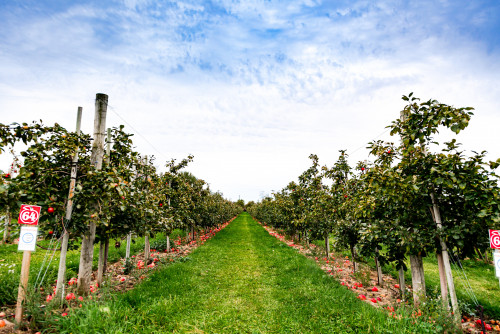 Brighton Applefest-event-photo