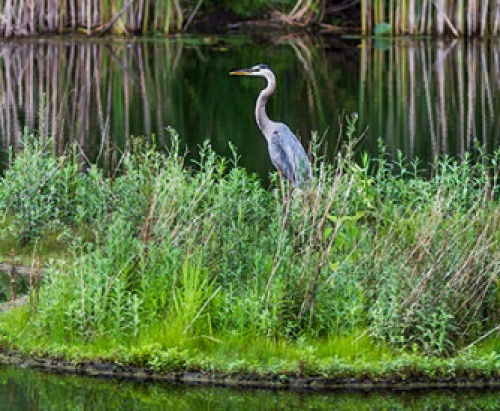 Spring Bird Festival