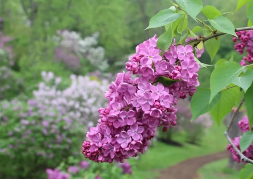 Bloom Celebrations at the Royal Botanical Gardens