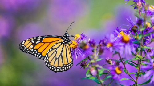 Annual Biology Butterfly Show-event-photo