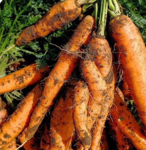 Carrot Fest