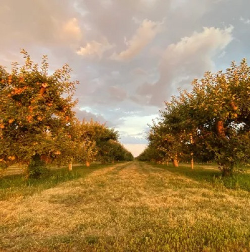 Pumpkin Patch at Dixie Orchards-event-photo
