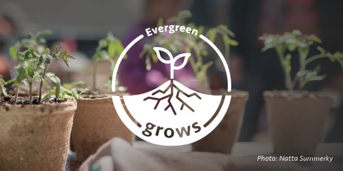 Evergreen Grows