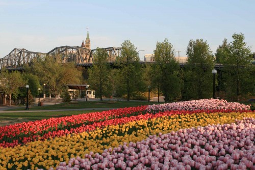 Canadian Tulip Festival