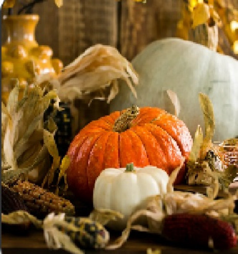 Newcastle Harvest Festival-event-photo