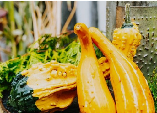 Hometown Harvest Festival-event-photo