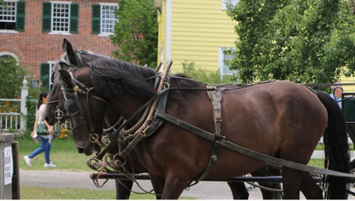 Horse Lovers’ Weekend-event-photo