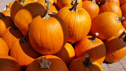 The Keene Pumpkin Festival-event-photo