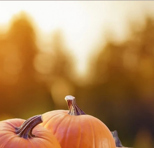 Knox Pumpkin Farm