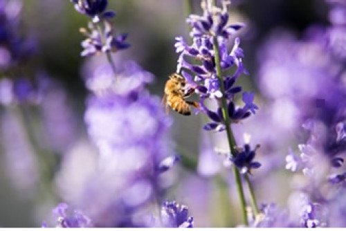 Prince Edward County Lavender Festival-event-photo