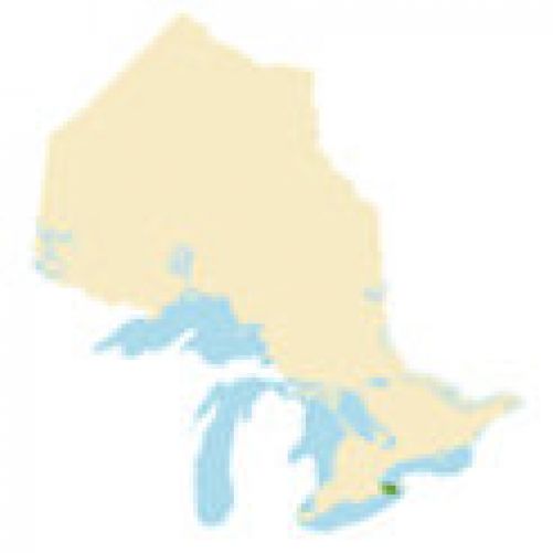 Niagara Region Region