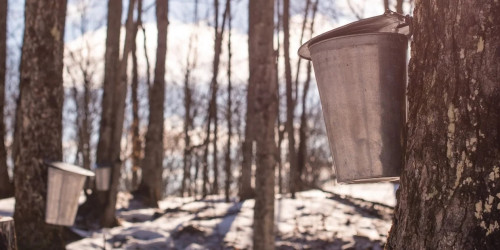 Muskoka Maple Trail