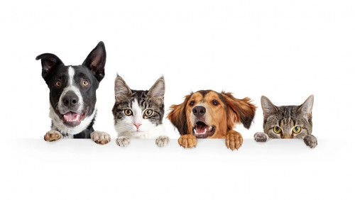 Ottawa Pet Expo