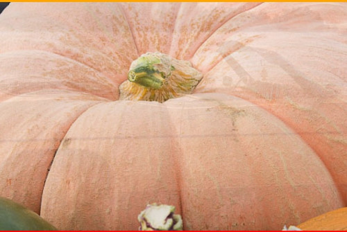 Port Elgin Pumpkinfest-event-photo