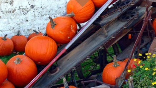Dyment’s Pumpkin Patch-event-photo