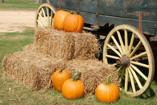 Pumpkins and Corn Walk at Robintide Farms-event-photo