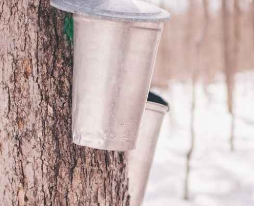 SUGAR BUSH 2024-event-photo