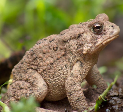 Spring Toad Festival