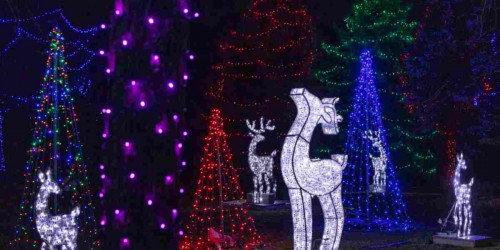 Whitby Lights the Night