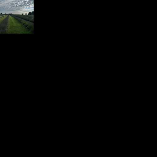 Hereward Farms