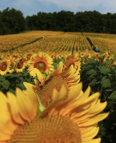 Campbell's Cross Farm in Caledon - Fun Farms, U-Pick, Markets & Antique Shops in  Summer Fun Guide