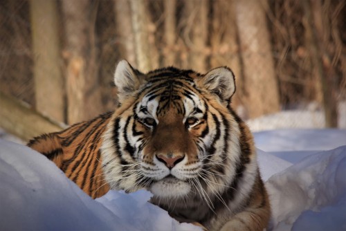 The Papanack Zoo  in Wendover -  in  Summer Fun Guide