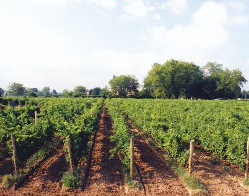 Magnotta Winery - Canada's most award winning winery!