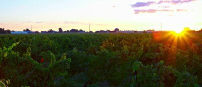Magnotta Winery - Canada's most award winning winery!
