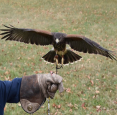 A Falconer's Experience: Spend a day, fly a Bird of Prey! in Acton - Attractions in GREATER TORONTO AREA Summer Fun Guide