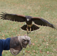 A Falconer's Experience: Spend a day, fly a Bird of Prey! in Acton - Outdoor Adventures in GREATER TORONTO AREA Summer Fun Guide