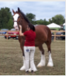 Stormont County Fair - Sept. 4 - 7, 2026