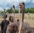 Ostrich Land Ontario in Caistor Centere - Discover ONTARIO - Places to Explore in  Summer Fun Guide