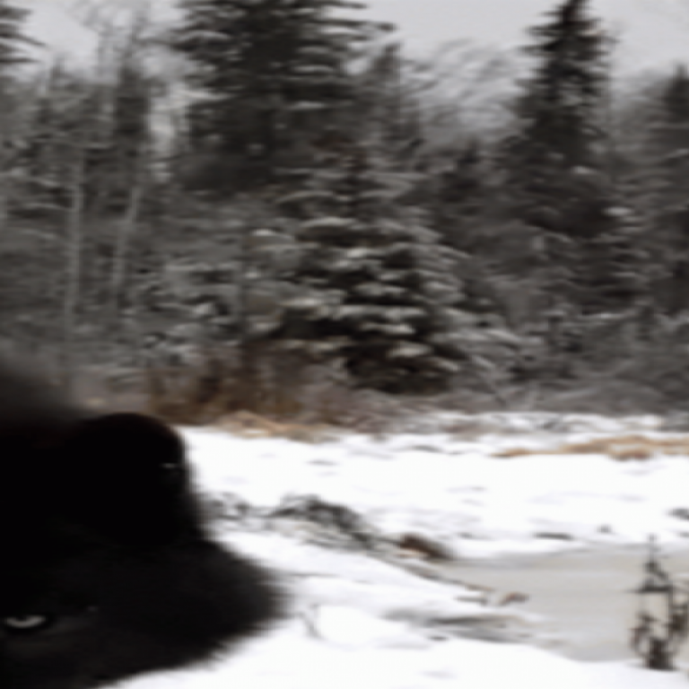 Sleeping With The Wolves (Cedar Meadows Resort) in Timmins - Accommodations, Spas & Campgrounds in  Summer Fun Guide