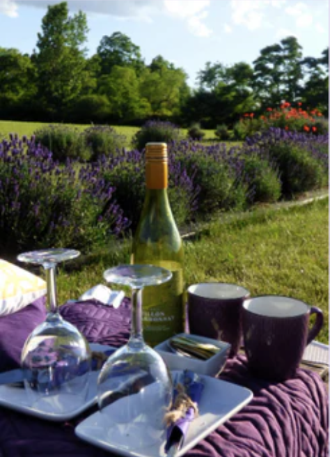 Purple Haven Lavender Farm