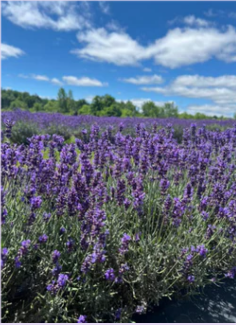 Purple Haven Lavender Farm
