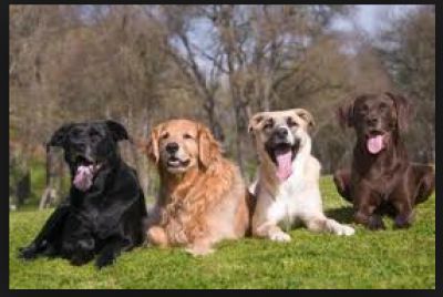 Barkfest Dog Festival & Harvest Fall Food Fair 