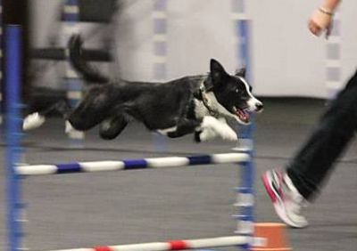 Barkfest Dog Festival & Harvest Fall Food Fair 