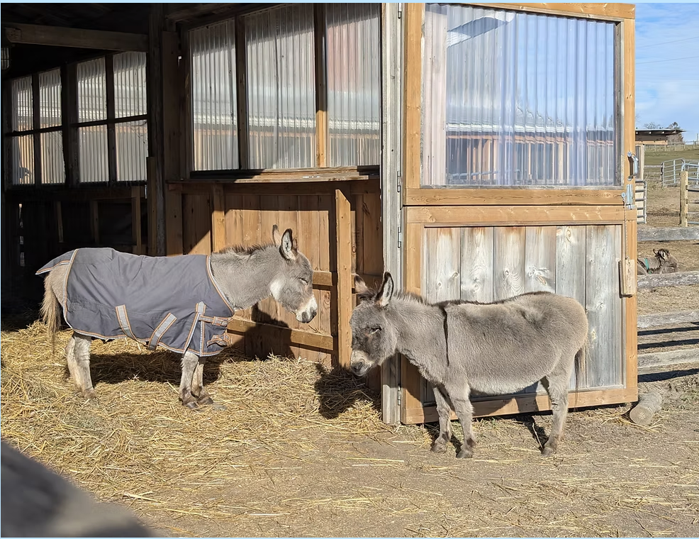 PrimRose Donkey Sanctuary