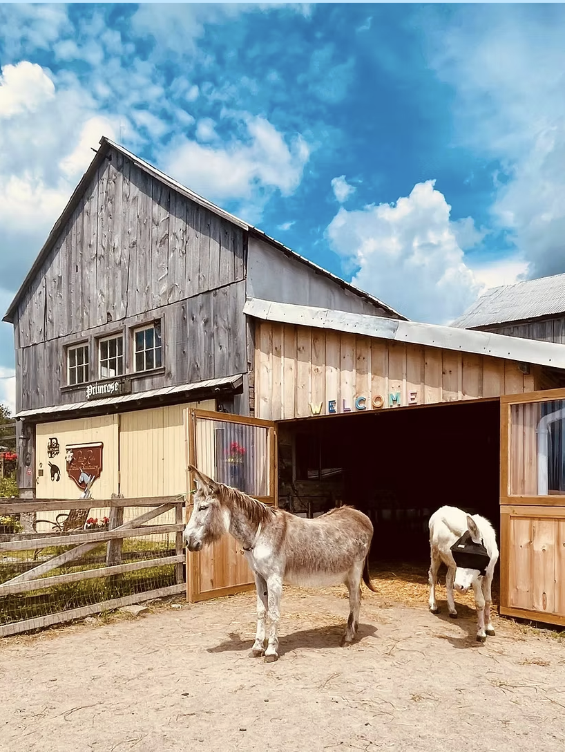 PrimRose Donkey Sanctuary