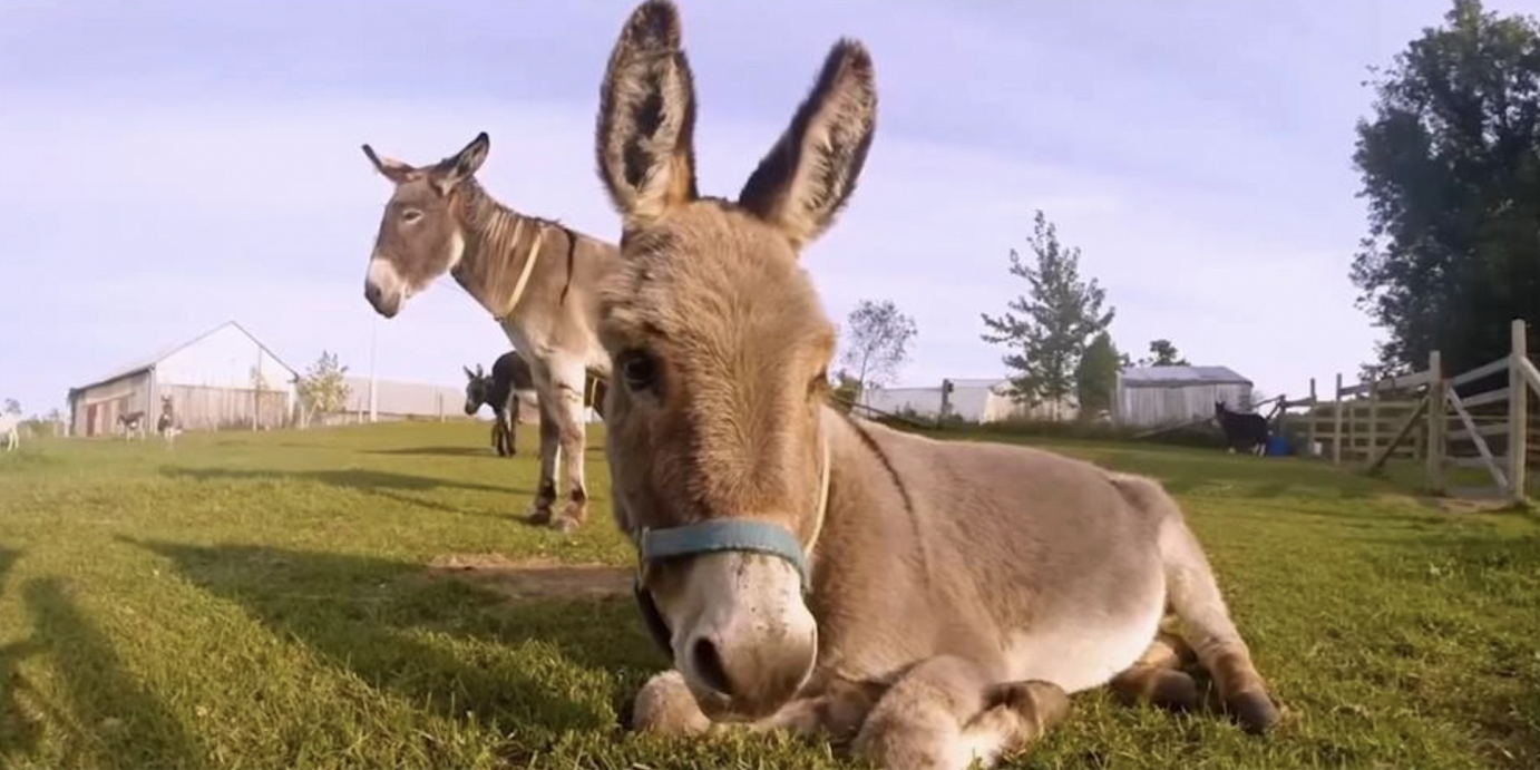 PrimRose Donkey Sanctuary